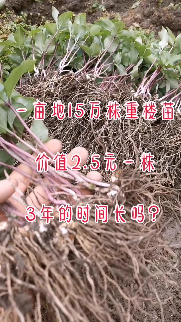 贵州中药材重楼种植