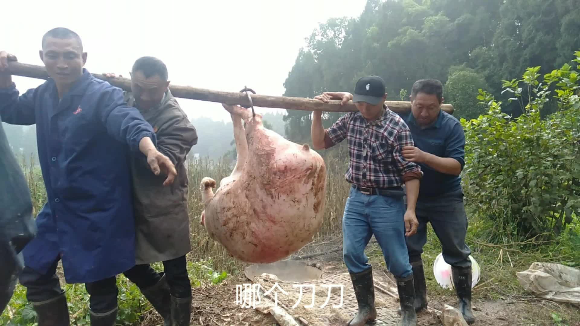农村杀猪,四个人抬一头猪,这猪得有多重?