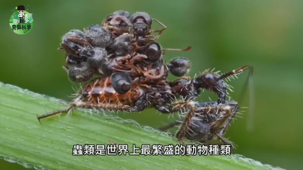 超级可怕的食人昆虫-田鳖