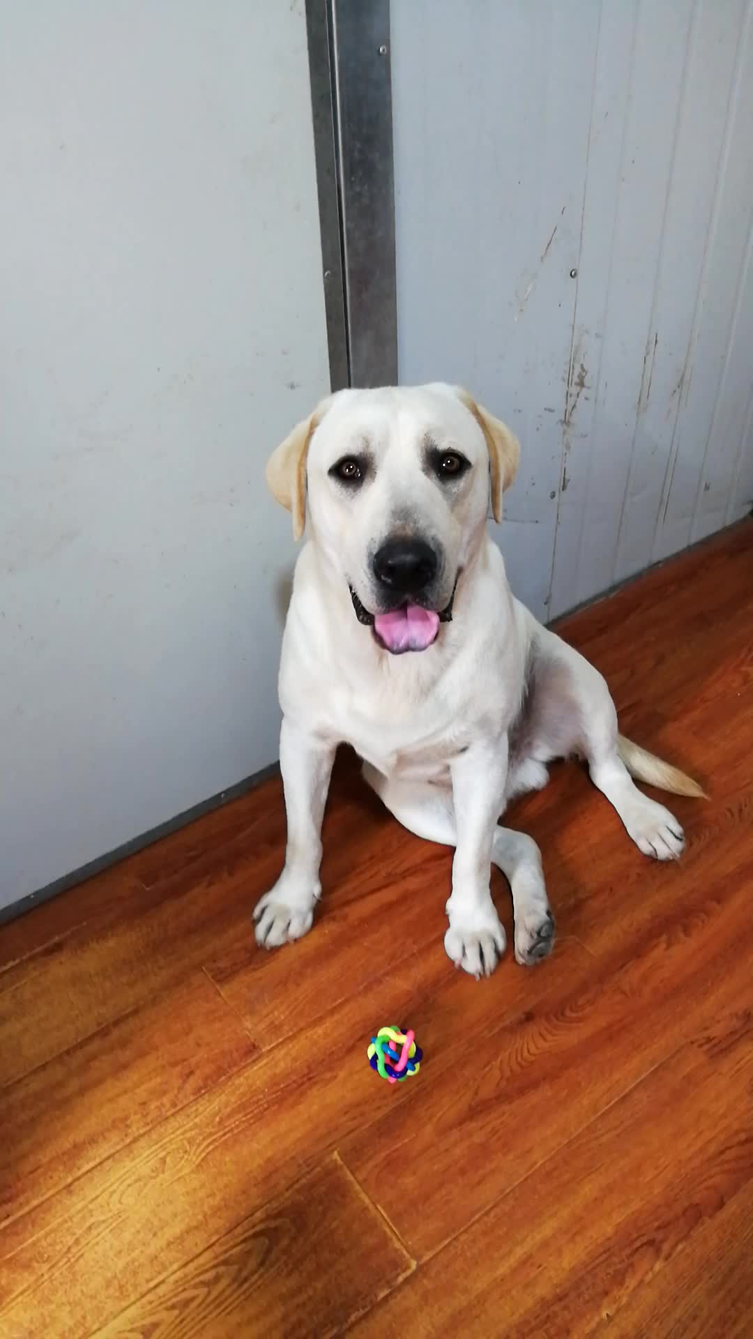 真正犬类智商排名第七的拉布拉多犬!