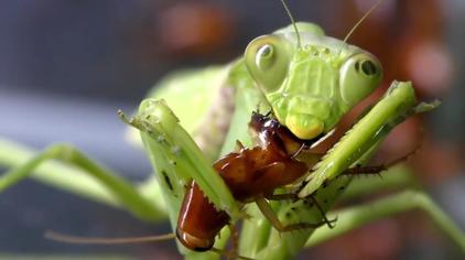 螳螂捕食青蛙视频在线观看 - 西瓜视频