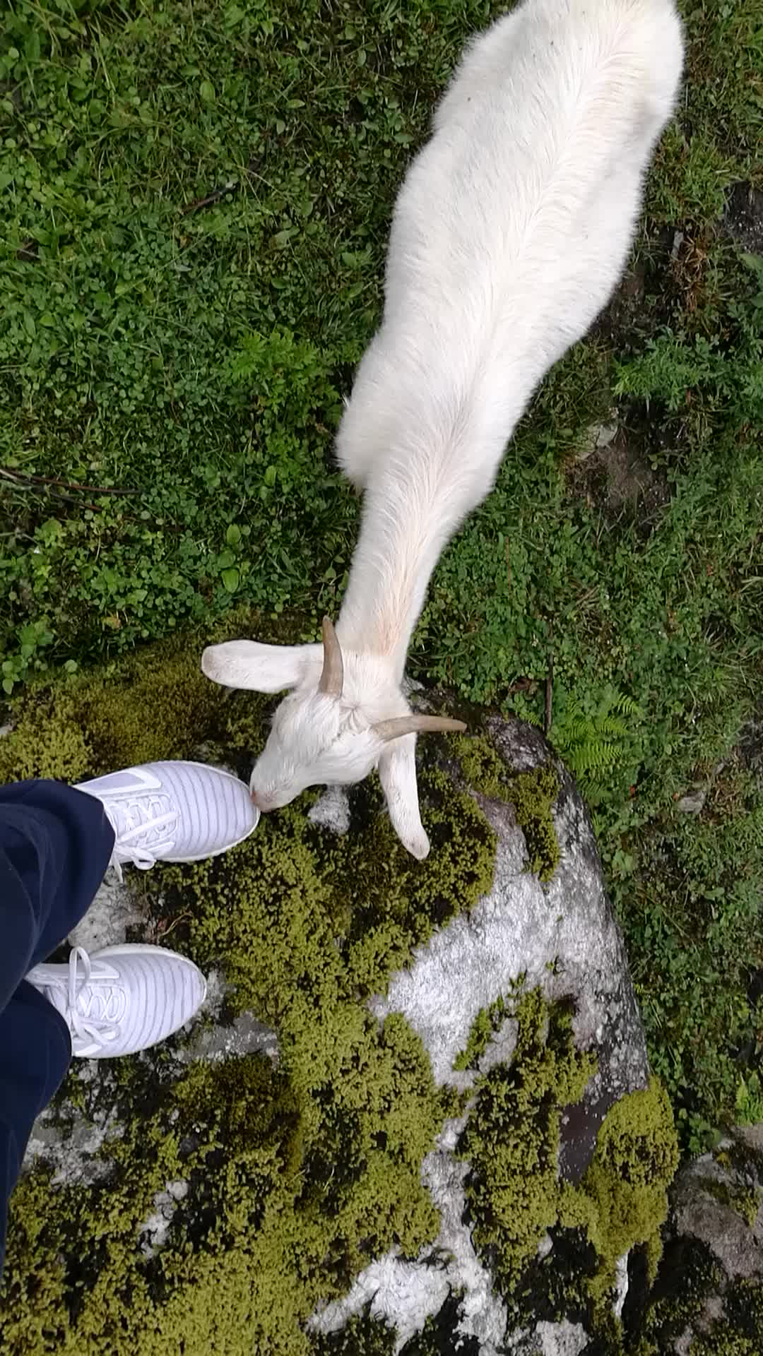 小羊喜欢啃脚丫子