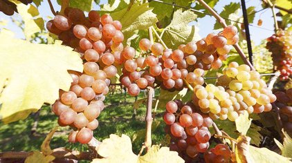 麝香葡萄第三代成员表视频在线观看 西瓜视频