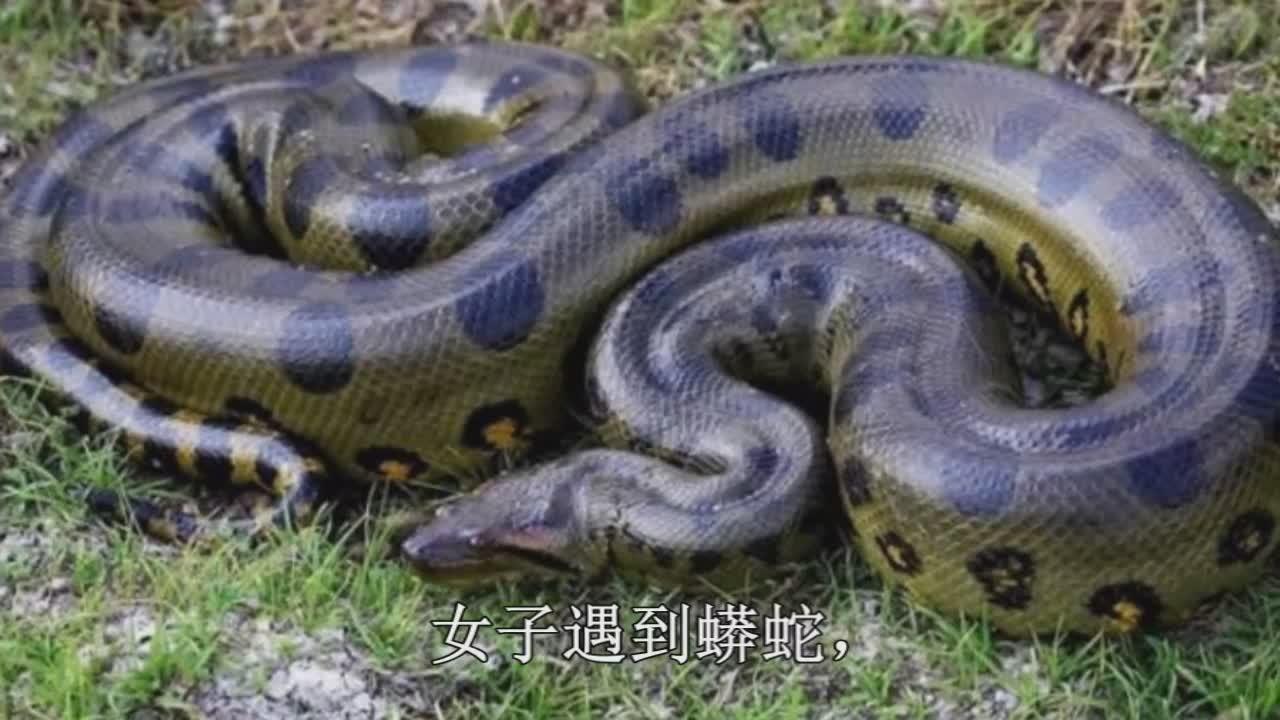 女子遇到蟒蛇,自动躺下让它在身上缠绕,并且看上去还很享受