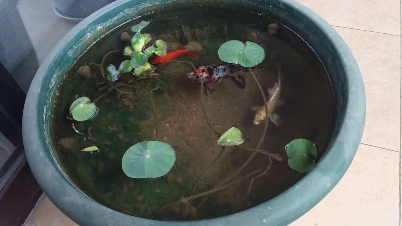 陽臺古法養魚,青苔,魚遊淺底,魚戲荷花,金魚荷花共建生態循環