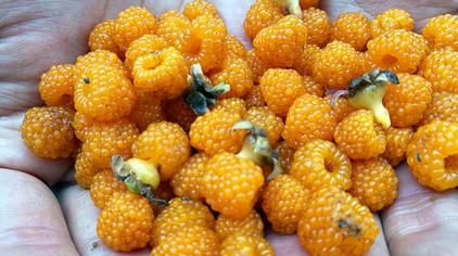 黄泡刺根功效 - 西瓜视频