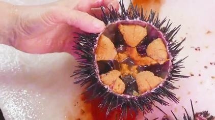 跪海胆 - 西瓜视频