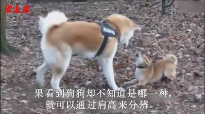 柴犬智商排名 柴犬智商排名