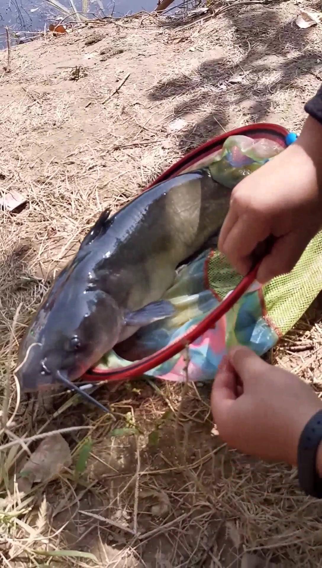 农村小伙水库钓鲫鱼,海竿却钓上一尾十多斤重的野生大鲶鱼