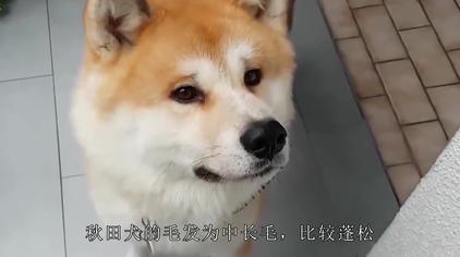 柴犬智商排名 柴犬智商排名
