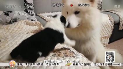 大白熊犬和萨摩耶混血视频在线观看 西瓜视频