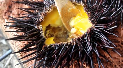 跪海胆 - 西瓜视频