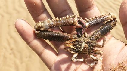 9万次观看·1年前渔夫赶海专挑老螃蟹洞,越有难度,挖出的螃蟹越大!