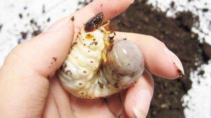 的相关搜索3万次观看·3年前花生地里蛴螬的克星来了,再也不用担心