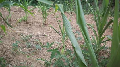 水扁草功效 - 西瓜视频