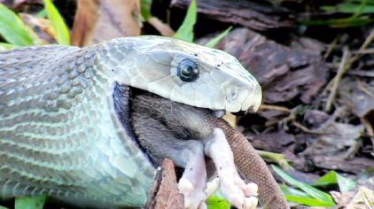 动物世界蛇 - 西瓜视频