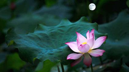 09:18琴韵莲心配乐朗诵|经典散文:《荷塘月色》(作者:朱自清朗诵:左旗