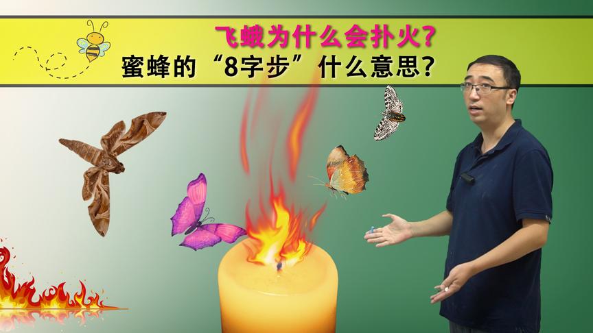飞蛾扑火咋回事？蜜蜂为啥要跳8字舞？李永乐老师讲昆虫的光线导航