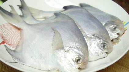 白枪鱼的营养价值及功效视频在线观看 - 西瓜视频