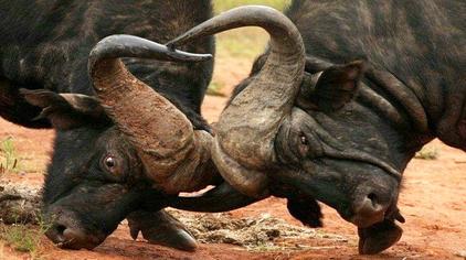 非洲水牛vs白肢野牛 - 西瓜视频