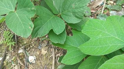 三裂叶野葛植物 西瓜视频