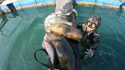 9万次观看·1年前05:01大汉小敏赶海记这种螃蟹上百一斤极其罕见,退大