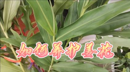 姜花是生姜的花吗 西瓜视频