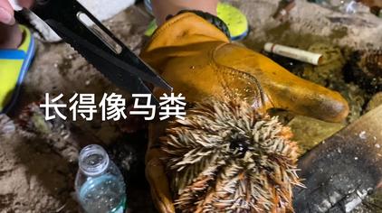 跪海胆 - 西瓜视频