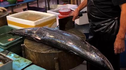 假马鲛鱼 - 西瓜视频