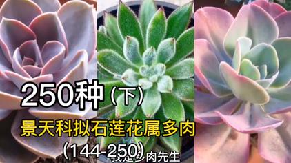 250种拟石莲花属多肉植物品种图鉴 下 看你认识哪些 西瓜视频