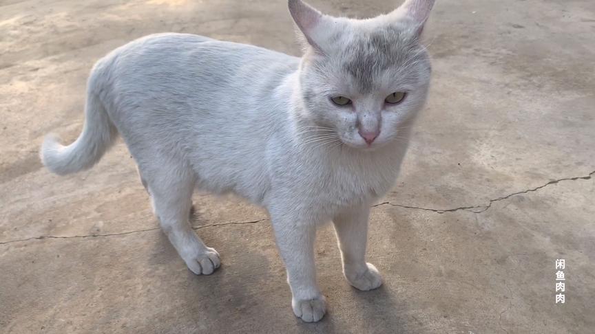 这猫挖煤了，不能要了