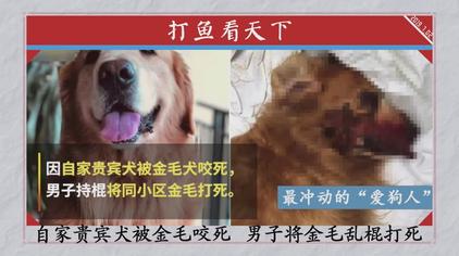 贵宾犬被虐待 西瓜视频