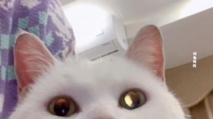 在外打工，猫猫隔着视频跟外公说生日快乐