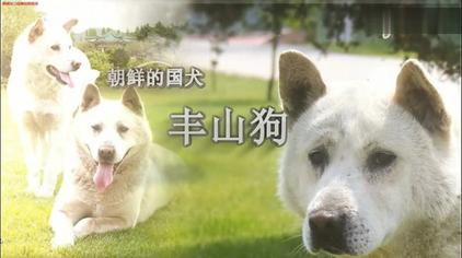 珍岛犬与丰山犬的区别视频在线观看 西瓜视频