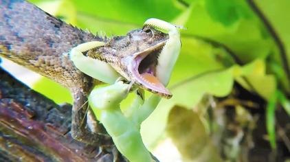 螳螂捕食青蛙视频在线观看 - 西瓜视频