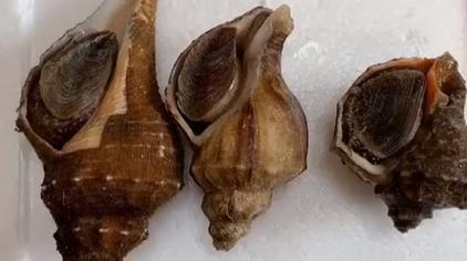 海螺图解 - 西瓜视频