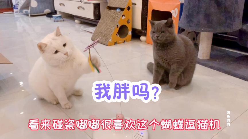 碰瓷：楼上大妈天天偷窥我遛弯，还喊话让我减肥，谢谢有被冒犯到