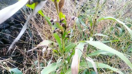 尿珠子根的功效和作用 - 西瓜视频