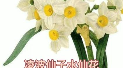 白水仙花图片 西瓜视频