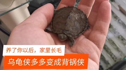 在家养乌龟好不好 - 西瓜视频