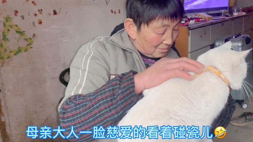 大型真香现场：你只管把猫带回家，剩下的交给猫，妈妈猫来搞定