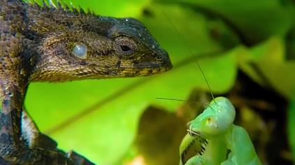 螳螂捕食青蛙视频在线观看 - 西瓜视频