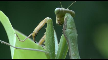 螳螂捕食青蛙视频在线观看 - 西瓜视频