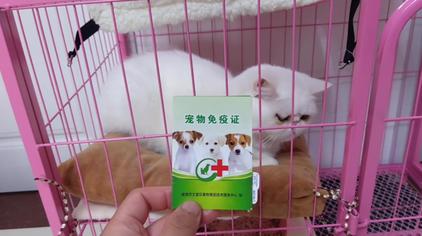 猫小便出血视频在线观看 西瓜视频