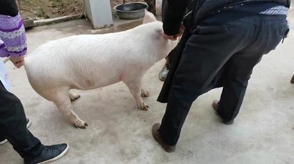 杀猪叫声音乐 - 西瓜视频