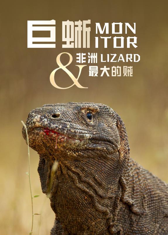 巨蜥:非洲最大的贼